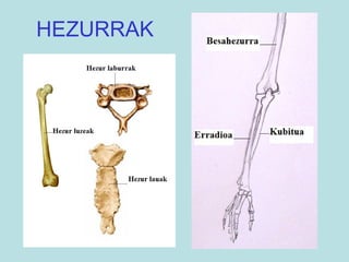 HEZURRAK 