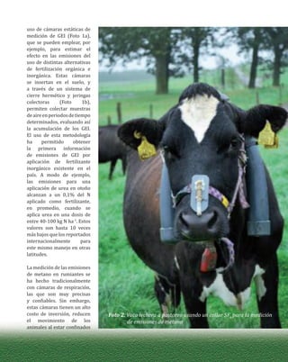 uso de cámaras estáticas de
medición de GEI (Foto 1a),
que se pueden emplear, por
ejemplo, para estimar el
efecto en las emisiones del
uso de distintas alternativas
de fertilización orgánica e
inorgánica. Estas cámaras
se insertan en el suelo, y
a través de un sistema de
cierre hermético y jeringas
colectoras (Foto 1b),
permiten colectar muestras
deaireenperiodosdetiempo
determinados, evaluando así
la acumulación de los GEI.
El uso de esta metodología
ha permitido obtener
la primera información
de emisiones de GEI por
aplicación de fertilizante
inorgánico existente en el
país. A modo de ejemplo,
las emisiones para una
aplicación de urea en otoño
alcanzan a un 0,1% del N
aplicado como fertilizante,
en promedio, cuando se
aplica urea en una dosis de
entre 40-100 kg N ha-1
. Estos
valores son hasta 10 veces
más bajos que los reportados
internacionalmente para
este mismo manejo en otras
latitudes.
La medición de las emisiones
de metano en rumiantes se
ha hecho tradicionalmente
con cámaras de respiración,
las que son muy precisas
y confiables. Sin embargo,
estas cámaras tienen un alto
costo de inversión, reducen
el movimiento de los
animales al estar confinados
Foto 2. Vaca lechera a pastoreo usando un collar SF6
para la medición
de emisiones de metano
 