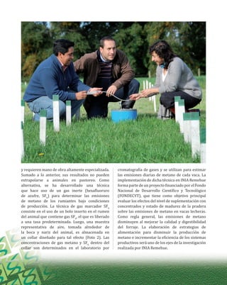 y requieren mano de obra altamente especializada.
Sumado a lo anterior, sus resultados no pueden
extrapolarse a animales en pastoreo. Como
alternativa, se ha desarrollado una técnica
que hace uso de un gas inerte (hexafluoruro
de azufre, SF6
) para determinar las emisiones
de metano de los rumiantes bajo condiciones
de producción. La técnica de gas marcador SF6
consiste en el uso de un bolo inserto en el rumen
del animal que contiene gas SF6
, el que es liberado
a una tasa predeterminada. Luego, una muestra
representativa de aire, tomada alrededor de
la boca y nariz del animal, es almacenada en
un collar diseñado para tal efecto (Foto 2). Las
concentraciones de gas metano y SF6
dentro del
collar son determinados en el laboratorio por
cromatografía de gases y se utilizan para estimar
las emisiones diarias de metano de cada vaca. La
implementación de dicha técnica en INIA Remehue
forma parte de un proyecto financiado por el Fondo
Nacional de Desarrollo Científico y Tecnológico
(FONDECYT), que tiene como objetivo principal
evaluar los efectos del nivel de suplementación con
concentrados y estado de madurez de la pradera
sobre las emisiones de metano en vacas lecheras.
Como regla general, las emisiones de metano
disminuyen al mejorar la calidad y digestibilidad
del forraje. La elaboración de estrategias de
alimentación para disminuir la producción de
metano e incrementar la eficiencia de los sistemas
productivos será uno de los ejes de la investigación
realizada por INIA Remehue.
 