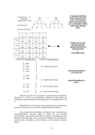 Progenitores P(F1) 
dihíbridos 
(Negro pelo corto) 
Gametos (G) 
Descendencia (F2) 
NnLl x NnLl 
¼ ¼ ¼ ¼ ¼ ¼ ¼ ¼ 
NL Nl nL nl NL Nl nL nl 
1 
4 NL 
1 
4 Nl 
1 
4 nL 
1 
4 nl 
1 
4 NL 
1 
16 
NNLL 
1 
16 
NNLl 
1 
16 
NnLL 
1 
16 
NnLl 
1 
4 Nl 
1 
16 
NNLl 
1 
16 
NNll 
1 
16 
NnLl 
1 
16 
Nnll 
1 
4 nL 
1 
16 
NnLL 
1 
16 
NnLl 
1 
16 
nnLL 
1 
16 
nnLl 
1 
4 nl 
1 
16 
NnLl 
1 
16 
Nnll 
1 
16 
nnLl 
1 
16 
nnll 
Proporción genotípica F2 Proporción Fenotípica F2 
1 16 
NNLL 
16 
2 NNLl 
16 
2 NnLL 
4 16 
NnLl 
9 negros pelo corto 
16 
2 16 
Nnll 
16 
1 NNll 
3 negros pelo largo 
16 
2 16 
nnLl 
16 
3 blancos pelo corto 
1 nnLL 16 
1 16 
nnll 16 
1 blancos pelo largo 
Observe que en la F2 aparecen combinaciones fenotípicas 
diferentes a la de los progenitores, estando involucrados los 
caracteres recesivos blanco y pelo largo que no aparecieron en la 
F1. 
Este fenómeno se conoce como segunda Ley de Mendel o 
Ley de la distribución o transmisión independiente de genes. 
Los cruzamientos dihíbridos consideran dos características 
simultáneamente. Mendel sabía, a partir de sus estudios 
monohíbridos, que cada característica estaba controlada por dos 
factores. Por esta razón, en cruzamientos dihíbridos el genotipo de 
cada planta considera cuatro factores o dos pares de genes 
alelos. 
al aparear individuos 
puros negros,de pelo 
corto con individuos 
blancos de pelo largo, 
la F1 es fenotípicamente 
toda negra de pelo 
corto. 
tablero de Punnet: 
permite describir 
apropiadamente los 
apareamientos 
y 
sus proporciones. 
relación genotípica F2 
1:2:1:2:4:2:1:2:1 
relación fenotípica F2 
9:3:3:1 
10 
 