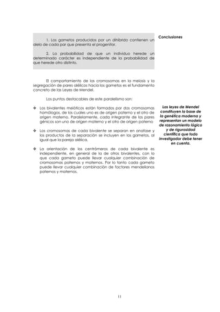 1. Los gametos producidos por un dihíbrido contienen un 
alelo de cada par que presenta el progenitor. 
2. La probabilidad de que un individuo herede un 
determinado carácter es independiente de la probabilidad de 
que herede otro distinto. 
El comportamiento de los cromosomas en la meiosis y la 
segregación de pares alélicos hacia los gametos es el fundamento 
concreto de las Leyes de Mendel. 
Los puntos destacables de este paralelismo son: 
 Los bivalentes meióticos están formados por dos cromosomas 
homólogos, de los cuales uno es de origen paterno y el otro de 
origen materno. Paralelamente, cada integrante de los pares 
génicos son uno de origen materno y el otro de origen paterno 
 Los cromosomas de cada bivalente se separan en anafase y 
los productos de la separación se incluyen en los gametos, al 
igual que la pareja alélica. 
 La orientación de los centrómeros de cada bivalente es 
independiente, en general de la de otros bivalentes, con lo 
que cada gameto puede llevar cualquier combinación de 
cromosomas paternos y maternos. Por lo tanto cada gameto 
puede llevar cualquier combinación de factores mendelianos 
paternos y maternos. 
Conclusiones 
Las leyes de Mendel 
constituyen la base de 
la genética moderna y 
representan un modelo 
de razonamiento lógico 
y de rigurosidad 
científica que todo 
investigador debe tener 
en cuenta. 
11 
 