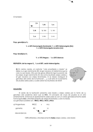 O también: 
½ N ½ n 
½ N ¼ NN ¼ Nn 
½ n ¼ Nn ¼ nn 
Prop. genotípica F2: 
¼ o 25% Homocigota Dominante: ½ o 50% Heterocigota (Nn): 
¼ o 25% Homocigota recesivo (nn) 
Prop. fenotípica F2: 
¾ o 75% Negros : ¼ o 25% blancos 
RESPUESTA: de los negros F2, ½ o el 50% serán heterocigotas. 
3) En ciertos cerdos, el carácter “cola ensortijada o rizada” se 
debe a un gen dominante (R); el gen recesivo (r) determina que la 
cola no sea rizada. Otro par de genes diferente rige la posición de 
las orejas: el gen dominante (C) da como resultado orejas caídas y 
el gen recesivo (c) orejas levantadas. Si se desea averiguar el 
genotipo del cerdo de la ilustración ... ¿ cuál sería el cruzamiento 
de prueba adecuado y cuales serían los resultados de éste? 
SOLUCIÓN: 
El cerdo de la ilustración presenta cola rizada y orejas caídas por lo tanto de su 
genotipo sólo podemos decir que es R-C-. El concepto de cruza de prueba es el visto 
anteriormente, entonces el apareamiento adecuado es con un cerdo genotípicamente doble 
homocigota rrcc y fenotípicamente de orejas levantadas y cola no rizada. 
Los genotipos posibles son: RRCC, RRCc, RrCC y RrCc 
a) Progenitores RRCC x rrcc 
gametas RC rc 
descendencia RrCc 
100% dihíbridos y fenotípicamente todos orejas caídas, cola rizada 
14 
 