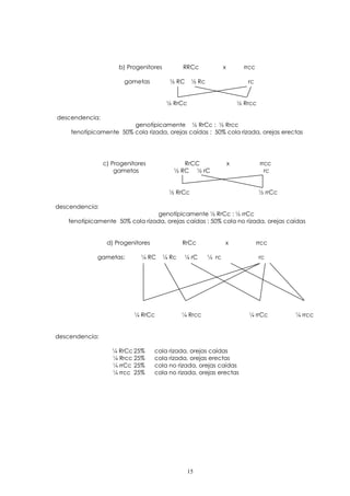 b) Progenitores RRCc x rrcc 
gametas ½ RC ½ Rc rc 
½ RrCc ½ Rrcc 
descendencia: 
genotípicamente ½ RrCc : ½ Rrcc 
fenotípicamente 50% cola rizada, orejas caídas : 50% cola rizada, orejas erectas 
c) Progenitores RrCC x rrcc 
gametas ½ RC ½ rC rc 
½ RrCc ½ rrCc 
descendencia: 
genotípicamente ½ RrCc : ½ rrCc 
fenotípicamente 50% cola rizada, orejas caídas : 50% cola no rizada, orejas caídas 
d) Progenitores RrCc x rrcc 
gametas: ¼ RC ¼ Rc ¼ rC ¼ rc rc 
¼ RrCc ¼ Rrcc ¼ rrCc ¼ rrcc 
descendencia: 
¼ RrCc 25% cola rizada, orejas caídas 
¼ Rrcc 25% cola rizada, orejas erectas 
¼ rrCc 25% cola no rizada, orejas caídas 
¼ rrcc 25% cola no rizada, orejas erectas 
15 
 