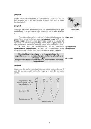 Ejemplo 4: 
El color negro del cuerpo en la Drosophila es codificado por un 
gen recesivo (b), y el tipo silvestre (cuerpo gris) por su alelo 
dominante (b+). 
Ejemplo 5: 
2.-Los ojos lobulados de la Drosophila son codificados por un gen 
dominante (L) y el tipo silvestre (ojos ovalados) por su alelo recesivo 
(L+). 
Para ejemplificar el principio de la Uniformidad se parte de 
progenitores provenientes de dos “variedades puras” distintas o 
“líneas puras”, entendiéndose por líneas puras a un grupo de 
individuos con información genética similar (homocigota) al que a 
menudo se le da el nombre de linaje, cepa, línea, variedad o raza. 
A este tipo de apareamientos se los denomina 
apareamientos monohíbridos, es decir el apareamiento entre 
progenitores que difieren para un par simple de genes ( NN x nn ). 
Monohíbrido o Heterocigota es el descendiente de dos 
progenitores que son homocigotas para las formas alternativas o 
alelos de un gen. 
Un apareamiento monohíbrido no es un apareamiento entre dos 
monohíbridos. 
Ejemplo 6: 
Un gen con dos alelos controla el color de pelaje en los cobayos. El 
alelo (N) es responsable del color negro y el alelo (n) del color 
blanco. 
drosophilas 
línea pura 
apareamiento 
monohíbrido 
recordar!! 
Heterocigotas 
5 
 