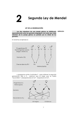 2 Segunda Ley de Mendel 
LEY DE LA SEGREGACIÓN 
Los dos miembros de una pareja génica se distribuyen 
separadamente entre los gametos (segregan), de modo que cada 
miembro de la pareja génica es portado por la mitad de los 
gametos. 
Si volvemos al ejemplo 6: 
Heterocigotas 
y apareamos entre sí animales F1 para obtener la segunda 
generación filial o F2 veremos que el rasgo que se había 
“escondido” o desaparecido en la F1 reaparece en la F2. 
a los progenitores o bien idénticos a los que 
definición 
Nn x Nn 
N n N n 
NN Nn nN nn 
3/4 negros 1/4 blancos 
7 
Progenitores (F1) 
Heterocigotas 
Gametos 
Descendencia (F2) 
 