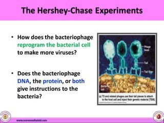 • How does the bacteriophage
reprogram the bacterial cell
to make more viruses?
• Does the bacteriophage
DNA, the protein, or both
give instructions to the
bacteria?
 