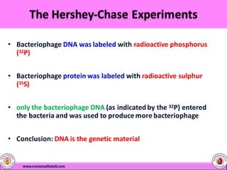 • Bacteriophage DNA was labeled with radioactive phosphorus
(32P)
• Bacteriophage protein was labeled with radioactive sulphur
(35S)
• only the bacteriophage DNA (as indicated by the 32P) entered
the bacteria and was used to produce more bacteriophage
• Conclusion: DNA is the genetic material
 