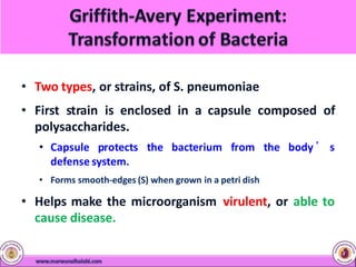 • Two types, or strains, of S. pneumoniae
• First strain is enclosed in a capsule composed of
polysaccharides.
• Capsule protects the bacterium from the body ’ s
defense system.
• Forms smooth-edges (S) when grown in a petri dish
• Helps make the microorganism virulent, or able to
cause disease.
 