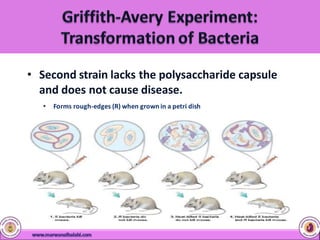 • Second strain lacks the polysaccharide capsule
and does not cause disease.
• Forms rough-edges (R) when grown in a petri dish
 