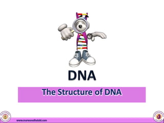 The Structure of DNA
 