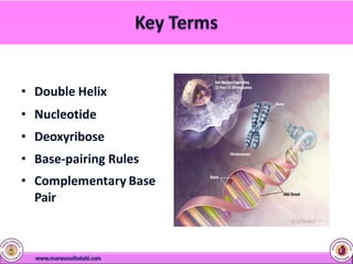 • Double Helix
• Nucleotide
• Deoxyribose
• Base-pairing Rules
• Complementary Base
Pair
 