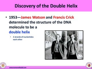 • 1953—James Watson and Francis Crick
determined the structure of the DNA
molecule to be a
twisted around
double helix
• 2 strands of nucleotides
each other
 