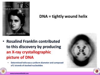 • Rosalind Franklin contributed
to this discovery by producing
an X-ray crystallographic
picture of DNA
• Determined helix was a uniform diameter and composed
of 2 strands of stacked nucleotides
DNA = tightly wound helix
 