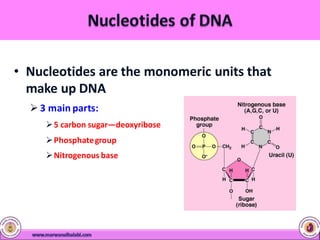 • Nucleotides are the monomeric units that
make up DNA
 3 main parts:
5 carbon sugar—deoxyribose
Phosphategroup
Nitrogenous base
 