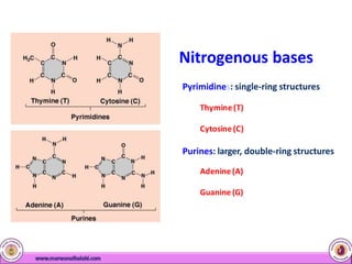 Nitrogenous bases
Pyrimidines: single-ring structures
Thymine(T)
Cytosine(C)
Purines: larger, double-ring structures
Adenine(A)
Guanine (G)
 