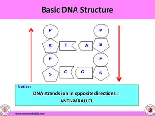 Notice:
DNA strands run in opposite directions =
ANTI-PARALLEL
P
S
S
S
P P
P
S
G
C
A
T
 
