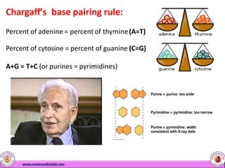 Chargaff’s base pairing rule:
Percent of adenine = percent of thymine(A=T)
Percent of cytosine = percent of guanine (C=G)
A+G = T+C (or purines = pyrimidines)
 