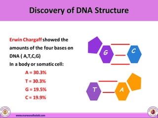Erwin Chargaffshowed the
amounts of the four bases on
DNA ( A,T,C,G)
In a body or somatic cell:
A = 30.3%
T = 30.3%
G = 19.5%
C = 19.9%
T A
G C
 