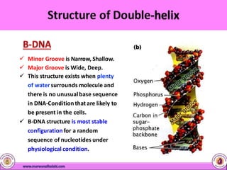  Minor Groove is Narrow, Shallow.
 Major Groove is Wide, Deep.
 This structure exists when plenty
of water surrounds molecule and
there is no unusualbase sequence
in DNA-Conditionthatare likely to
be present in the cells.
 B-DNA structure is most stable
configuration for a random
sequence of nucleotides under
physiological condition.
 