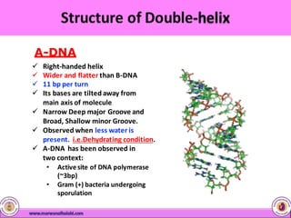 A-DNA
 Right-handed helix
 Wider and flatter than B-DNA
 11 bp per turn
 Its bases are tilted away from
main axis of molecule
 Narrow Deep major Groove and
Broad, Shallow minor Groove.
 Observed when less water is
present. i.e.Dehydrating condition.
 A-DNA has been observed in
two context:
• Active site of DNA polymerase
(~3bp)
• Gram (+) bacteria undergoing
sporulation
 
