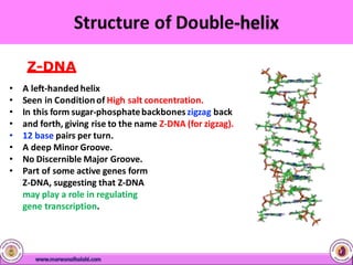 Z-DNA
• A left-handed helix
• Seen in Conditionof High salt concentration.
• In this form sugar-phosphatebackboneszigzag back
• and forth, giving rise to the name Z-DNA (for zigzag).
• 12 base pairs per turn.
• A deep Minor Groove.
• No Discernible Major Groove.
• Part of some active genes form
Z-DNA, suggesting that Z-DNA
may play a role in regulating
gene transcription.
 