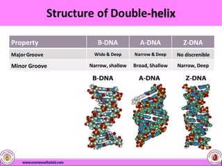 Property B-DNA A-DNA Z-DNA
MajorGroove Wide & Deep Narrow & Deep No discrenible
Minor Groove Narrow, shallow Broad, Shallow Narrow, Deep
 