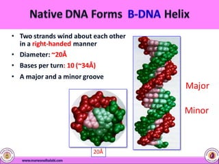 • Two strands wind about each other
in a right-handed manner
• Diameter: ~20Å
• Bases per turn: 10 (~34Å)
• A major and a minor groove
20Å
Major
Minor
 