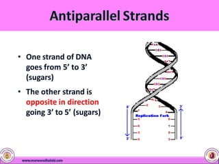 • One strand of DNA
goes from 5’ to 3’
(sugars)
• The other strand is
opposite in direction
going 3’ to 5’ (sugars)
 