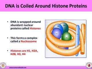 • DNA is wrapped around
abundant nuclear
proteins called Histones
• This formsa complex
called a Nucleosome
• Histones are H1, H2A,
H2B, H3, H4
 