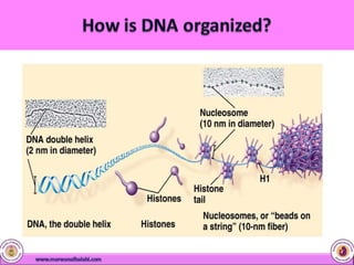 1-geneticmaterial-160926221754  (1).pptx