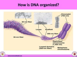 1-geneticmaterial-160926221754  (1).pptx