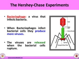 • Bacteriophage: a virus that
infects bacteria.
• When Bacteriophages infect
bacterial cells they produce
more viruses.
• The viruses are released
when the bacterial cells
rupture.
 