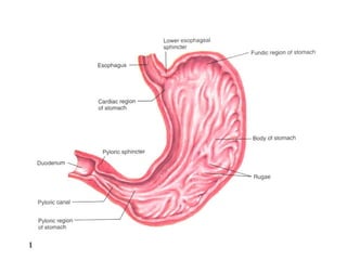1-GIT.ppt GASTRO. INTESTINAL TRACT Physiology | PPT