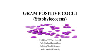 GRAM POSITIVE COCCI
(Staphylococcus)
SAMIRA FATTAH HAMID
Ph.D. Medical Bacteriology
College of Health Sciences
Hawler Medical University
 