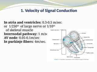 1-Heart-1.ppt 💓 What is the Human Heart? | PPT