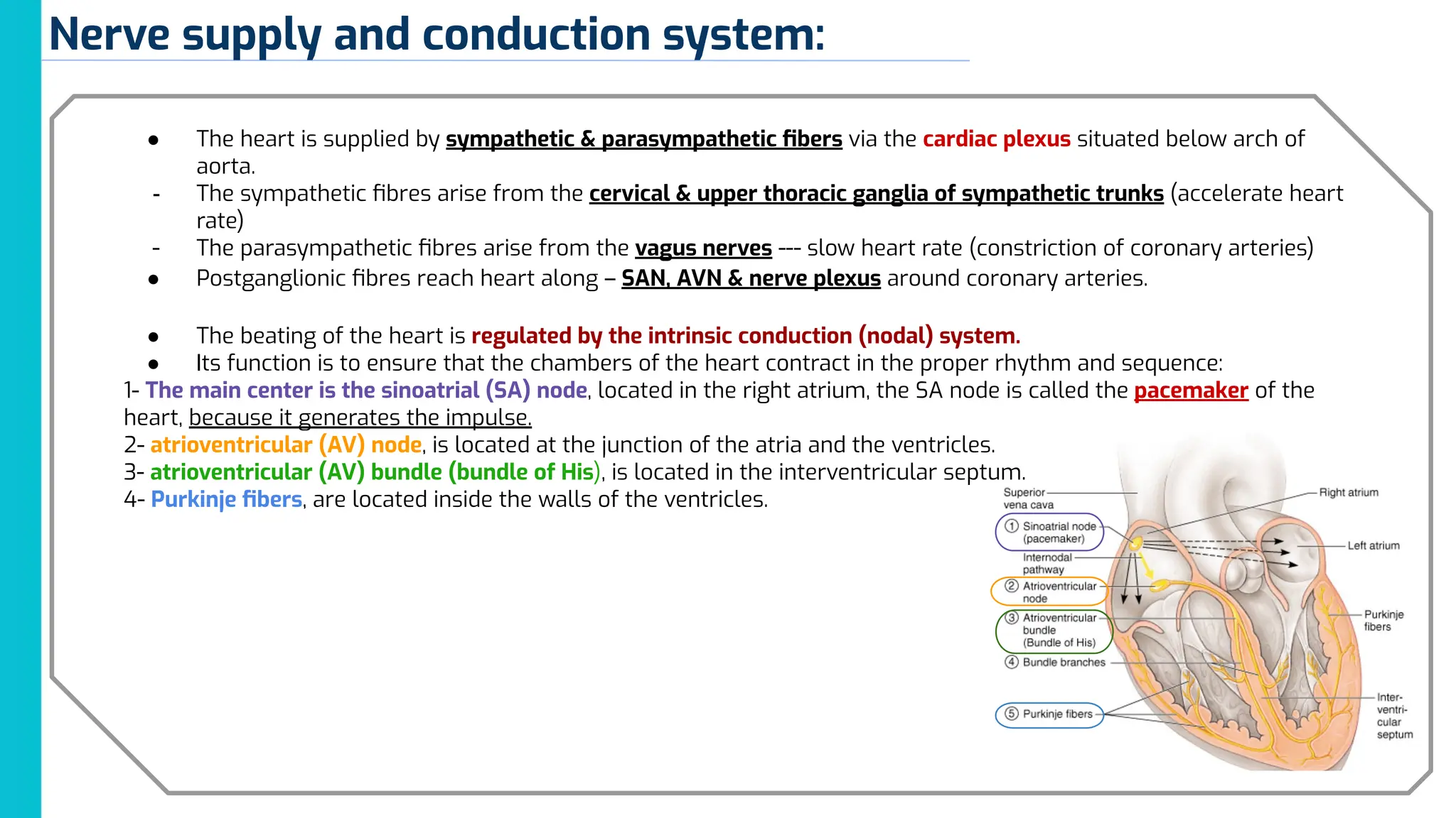Anatomy of the heart and cardiovascular system | PPT