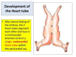 Embryology of heart and understand basic heart disease | PDF