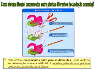  Para efetuar cruzamentos entre plantas diferentes , pode realizar-
se polinização cruzada artificial  recolher pólen de uma planta e
colocar no carpelo de outra planta.
 