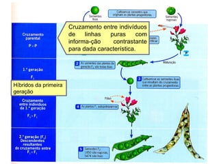 Cruzamento entre indivíduos
de linhas puras com
informa-ção contrastante
para dada característica.
Híbridos da primeira
geração
 