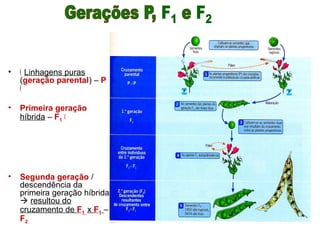 • Š Linhagens puras
(geração parental) – P
Š
• Primeira geração
híbrida – F1 Š
• Segunda geração /
descendência da
primeira geração híbrida
 resultou do
cruzamento de F1 x F1 –
F2
 