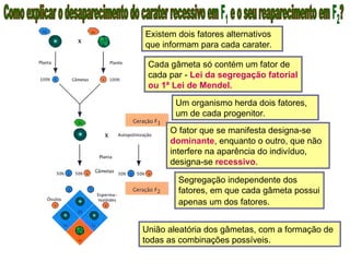 Existem dois fatores alternativos
que informam para cada carater.
Cada gâmeta só contém um fator de
cada par - Lei da segregação fatorial
ou 1ª Lei de Mendel.
Um organismo herda dois fatores,
um de cada progenitor.
O fator que se manifesta designa-se
dominante, enquanto o outro, que não
interfere na aparência do indivíduo,
designa-se recessivo.
Segregação independente dos
fatores, em que cada gâmeta possui
apenas um dos fatores.
União aleatória dos gâmetas, com a formação de
todas as combinações possíveis.
 