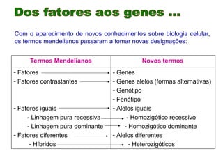 Com o aparecimento de novos conhecimentos sobre biologia celular,
os termos mendelianos passaram a tomar novas designações:
Termos Mendelianos Novos termos
- Fatores
- Fatores contrastantes
- Fatores iguais
- Linhagem pura recessiva
- Linhagem pura dominante
- Fatores diferentes
- Híbridos
- Genes
- Genes alelos (formas alternativas)
- Genótipo
- Fenótipo
- Alelos iguais
- Homozigótico recessivo
- Homozigótico dominante
- Alelos diferentes
- Heterozigóticos
 