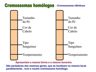 Tamanho
do Pé
Cor de
Cabelo
Tipo
Sanguíneo
Temperamento
Tamanho
do Pé
Cor de
Cabelo
Tipo
Sanguíneo
Temperamento
Apresentam a mesma forma e o mesmo tamanho.
São portadores dos mesmos genes, que se localizam no mesmo local,
paralelamente , num e noutro cromossoma homólogo.
- Cromossomas idênticos
 