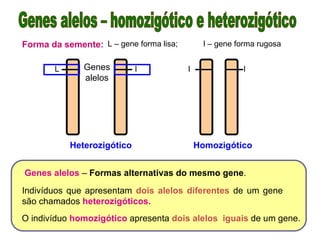 Forma da semente: L – gene forma lisa; l – gene forma rugosa
l l
l
L Genes
alelos
Genes alelos – Formas alternativas do mesmo gene.
O indivíduo homozigótico apresenta dois alelos iguais de um gene.
Indivíduos que apresentam dois alelos diferentes de um gene
são chamados heterozigóticos.
Homozigótico
Heterozigótico
 