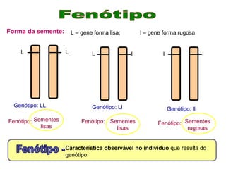 Característica observável no indivíduo que resulta do
genótipo.
L l
Forma da semente:
L L
L – gene forma lisa; l – gene forma rugosa
Genótipo: LL Genótipo: Ll
l l
Genótipo: ll
Fenótipo: Fenótipo:
Sementes
lisas
Sementes
lisas
Fenótipo: Sementes
rugosas
 