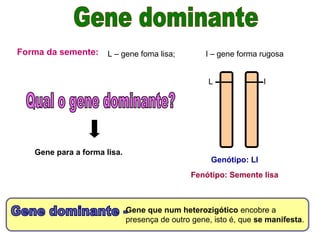 Forma da semente: L – gene foma lisa; l – gene forma rugosa
L l
Genótipo: Ll
Fenótipo: Semente lisa
Gene que num heterozigótico encobre a
presença de outro gene, isto é, que se manifesta.
Gene para a forma lisa.
 