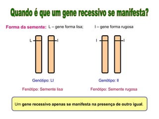 Forma da semente: L – gene forma lisa; l – gene forma rugosa
L l
Genótipo: Ll
l l
Genótipo: ll
Fenótipo: Semente lisa Fenótipo: Semente rugosa
Um gene recessivo apenas se manifesta na presença de outro igual.
 