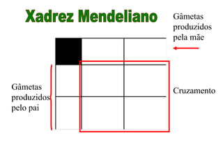 Gâmetas
produzidos
pelo pai
Gâmetas
produzidos
pela mãe
Cruzamento
 