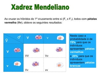 V v
V
VV Vv
v
Vv vv
♀
♂
Ao cruzar os híbridos do 1º cruzamento entre si (F1 x F1), todos com pétalas
vermelha (Vv), obteve os seguintes resultados:
Neste caso a
probabilidade é de
75% para que os
indivíduos
apresentem pétalas
vermelhas
e 25% para que os
indivíduos
apresentem pétalas
brancas.
 