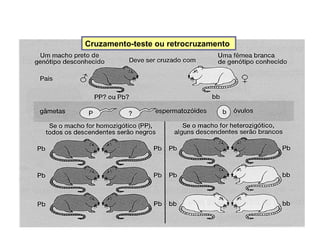 Cruzamento-teste ou retrocruzamento
Cruzamento-teste ou retrocruzamento
 